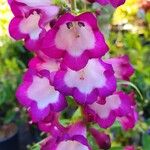 Penstemon hartwegii Çiçek