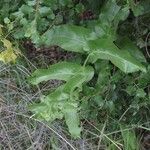 Acourtia microcephala Leaf