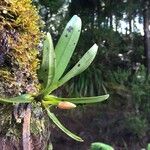 Angraecum borbonicum 整株植物