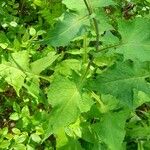 Lactuca alpina Leaf