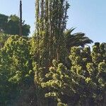 Erythrina lysistemon Alkat (teljes növény)