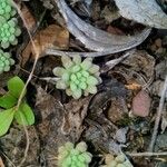 Sedum litoreum Folha