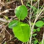 Euclea divinorum Leaf