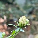 Symphyotrichum pilosum Flower