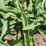 Gutenbergia cordifolia Folio
