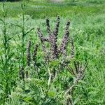 Amorpha canescens Hábitos