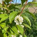 Prunus padusFlower