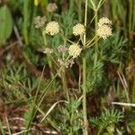 Epikeros pyrenaeus 花