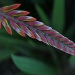 Chasmanthe floribunda 花