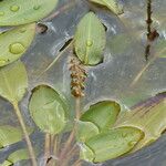 Potamogeton natans Blatt