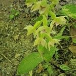 Epipactis persica Habit