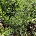 Artemisia chamaemelifolia Lapas