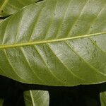 Anacardium excelsum Écorce