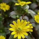 Sanvitalia procumbens Flower