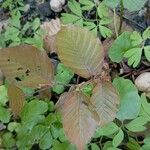 Fagus orientalis 葉