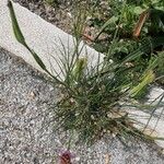 Tragopogon angustifolius 形態