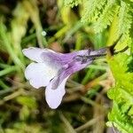 Pinguicula corsica