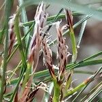 Carex brachystachys Ffrwyth