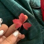 Rubus arcticus Hoja