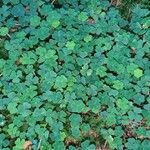 Oxalis acetosellaLeaf