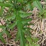 Cirsium discolor Hoja