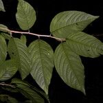 Colubrina spinosa Blomst