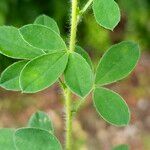 Chamaecytisus hirsutus 葉