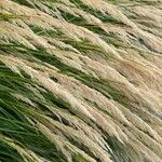 Achnatherum calamagrostis Flors