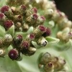 Helichrysum arnicoides Flower