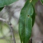 Agarista salicifolia Leaf