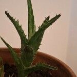 Aloe juvenna 叶