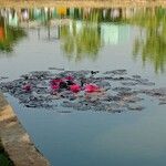 Nymphaea rubra Flower