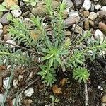 Euphorbia seguieriana موطن