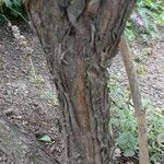 Paeonia x suffruticosa 树皮