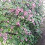 Ribes sanguineum 整株植物