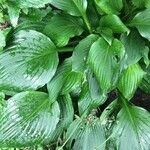 Hosta longipes Листок