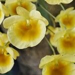 Dendrobium lindleyi Blomma