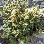 Asplenium ruta-muraria List