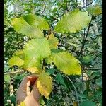 Salix aurita Листок