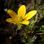 Saxifraga hirculus Flor