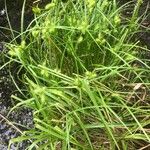 Carex lurida Blatt