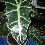 Alocasia sanderiana पत्ता