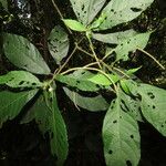 Acalypha diversifolia Blad