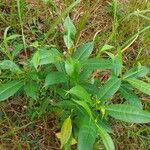 Cyrtophyllum fragrans List