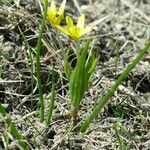 Gagea fragifera 形態
