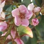 Dombeya acutangulaBlüte