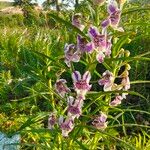 Angelonia biflora Květ