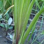 Triglochin palustris Leaf