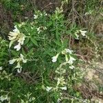 Chamaecytisus prolifer Flor