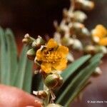 Hibbertia podocarpifolia Fleur
